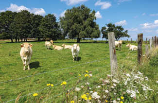 Huegelland bei Ardres