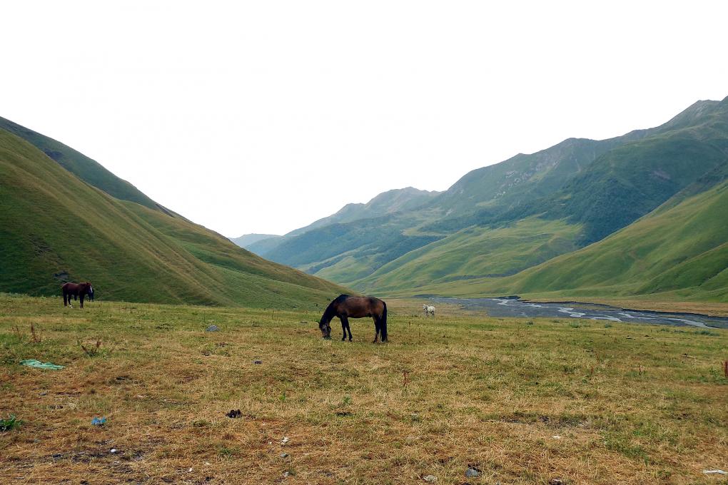 Kabardiner Pferde im Kaukasus